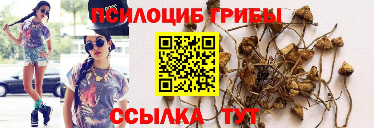 Псилоцибиновые грибы Cubensis Ленинск-Кузнецкий
